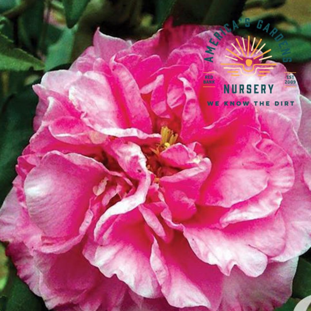 Corkscrew Camellia - America's Gardens Nursery