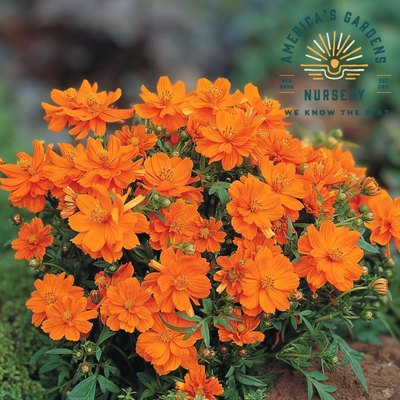Cosmic Orange Cosmo - America's Gardens Nursery