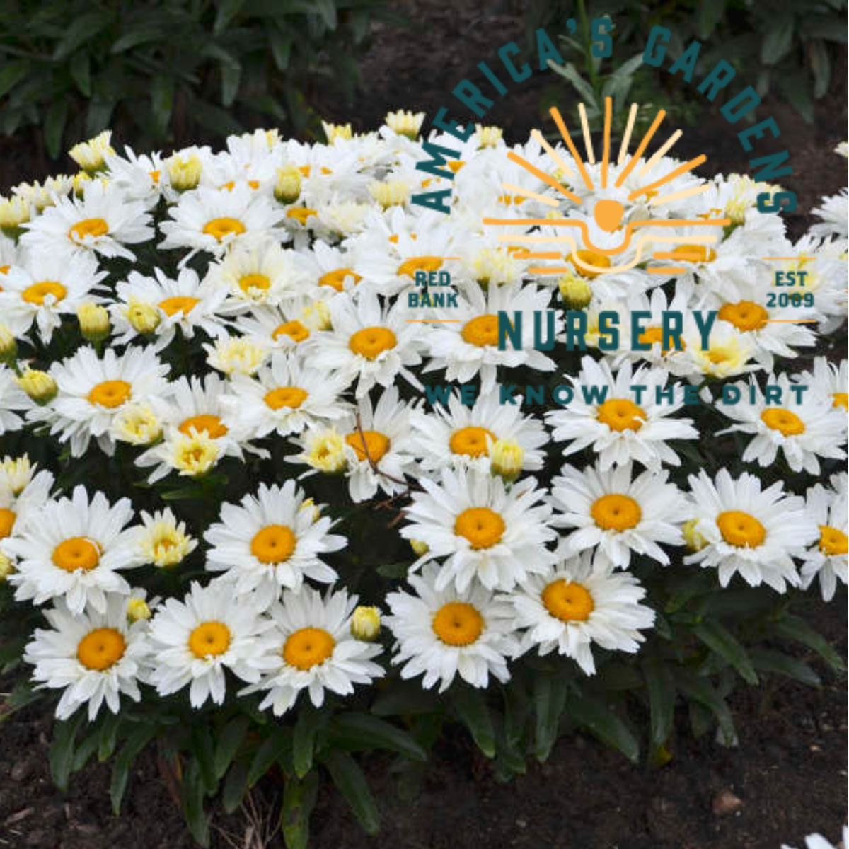 Cream Puff Shasta Daisy - America's Gardens Nursery
