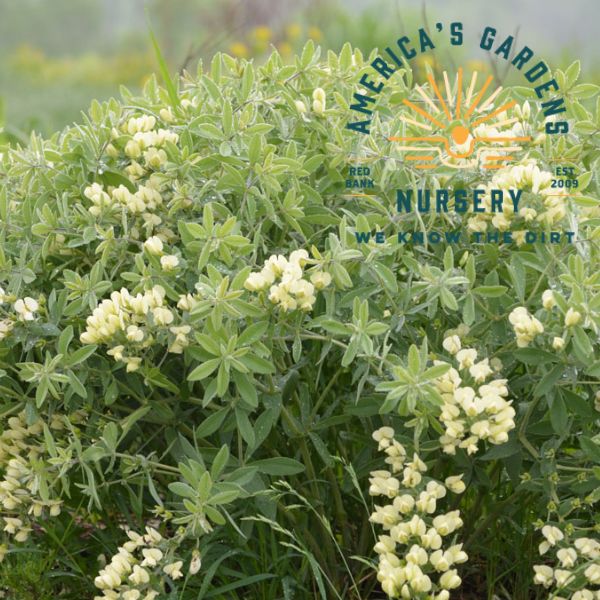 Cream Wild Baptisia (Indigo) - America's Gardens Nursery