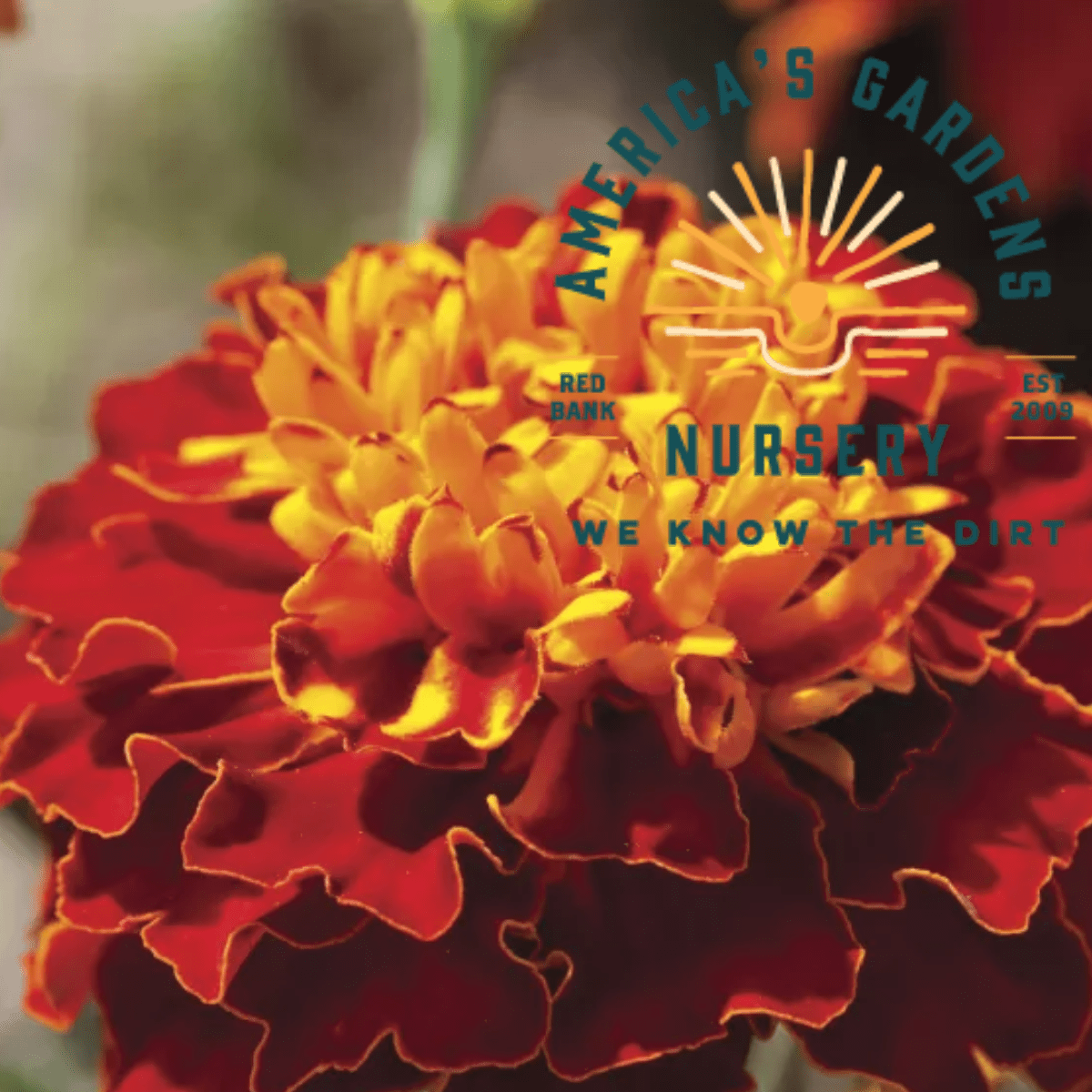 Cresta Harmony French Marigolds - America's Gardens Nursery