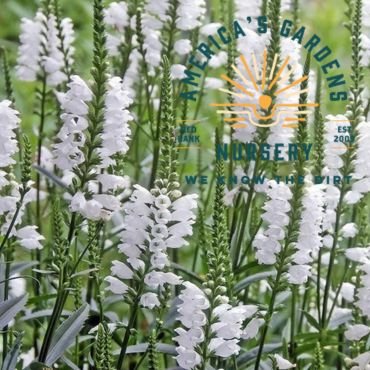 Crystal Peak White Obediant Plant - America's Gardens Nursery