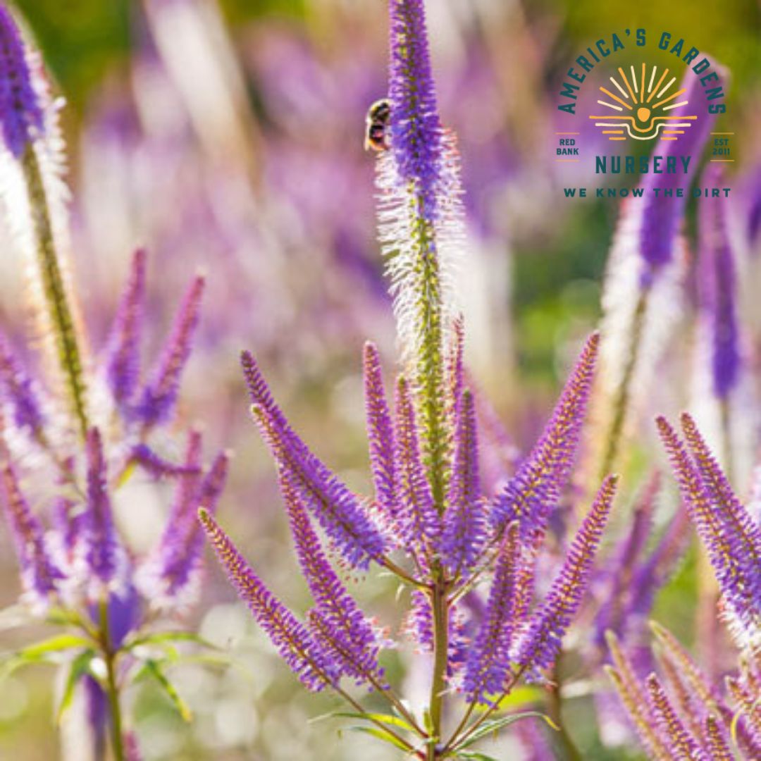Culvers Root Fascination - America's Gardens Nursery