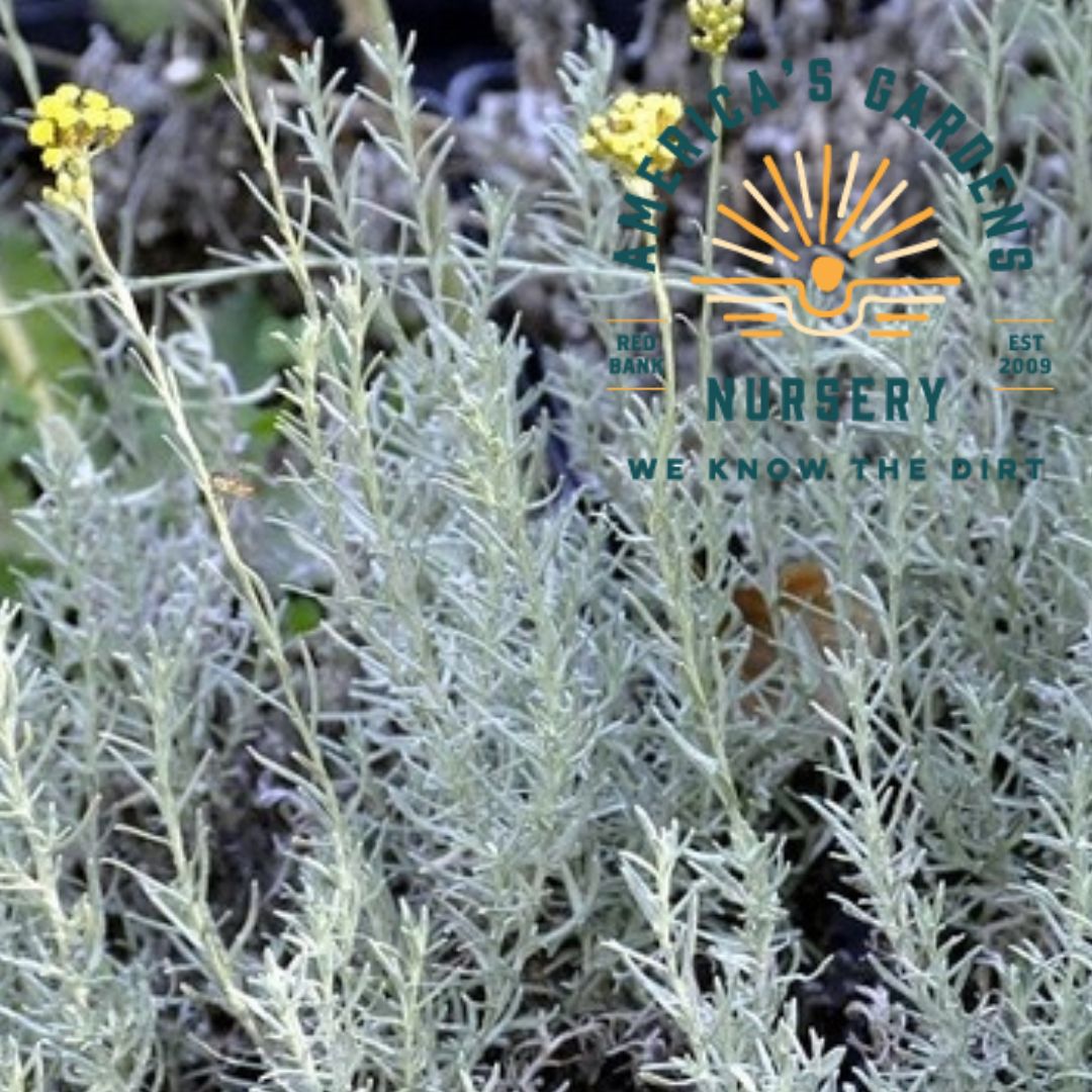 Curry Immortelle Plant - America's Gardens Nursery