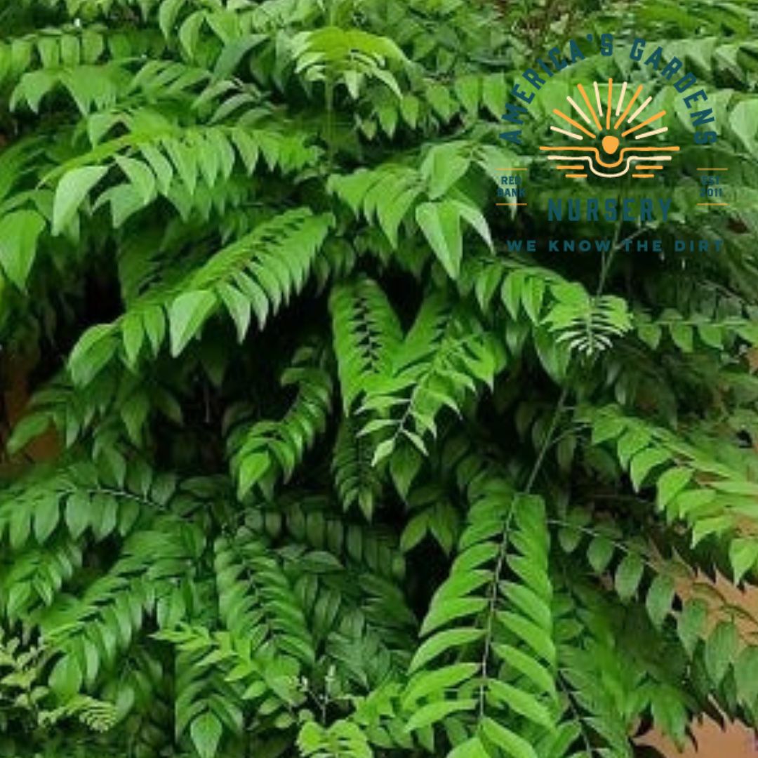 Curry Leave Plant - America's Gardens Nursery