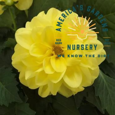 Dahlietta Dahlia - America's Gardens Nursery
