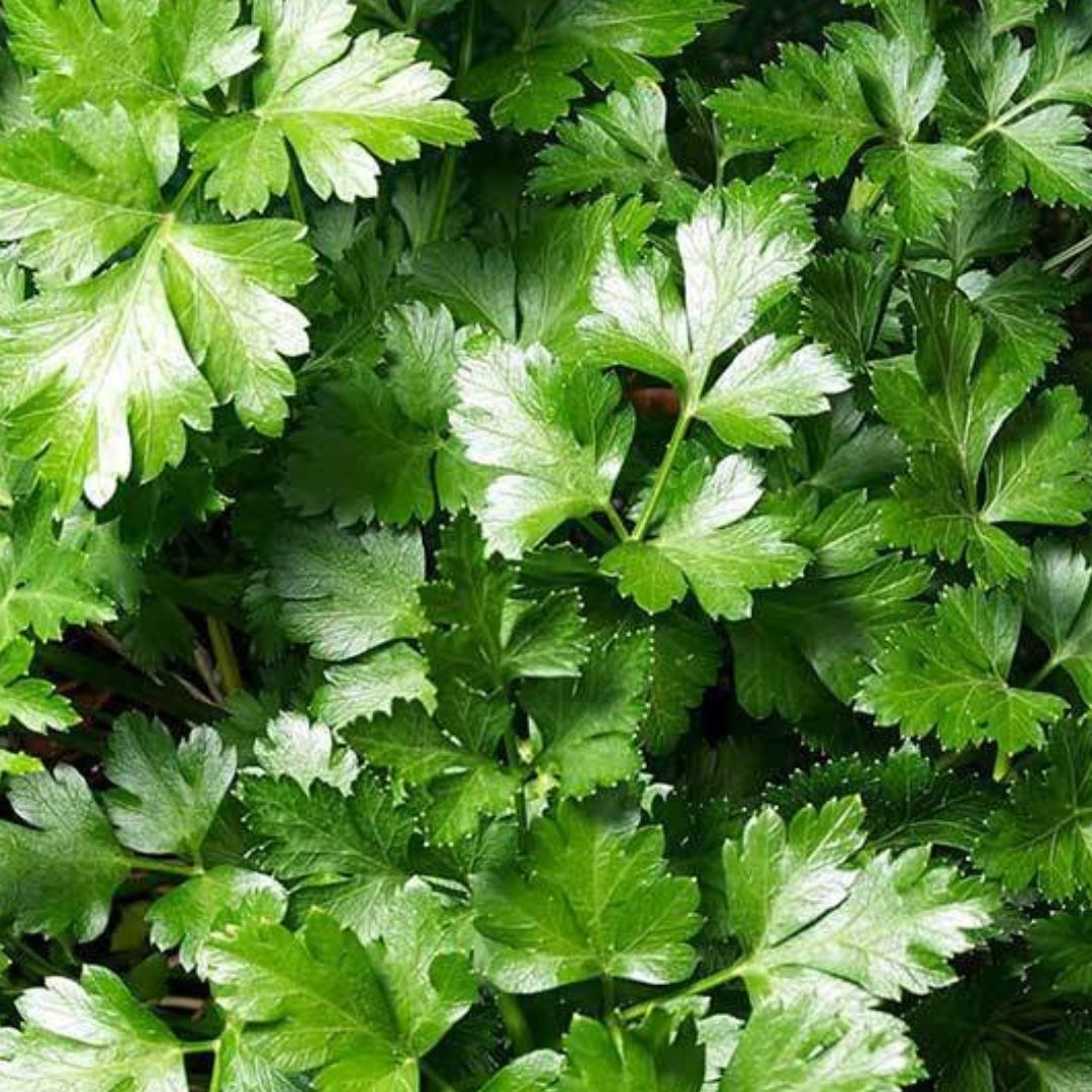 Dark Green Italian Parsley - America's Gardens Nursery