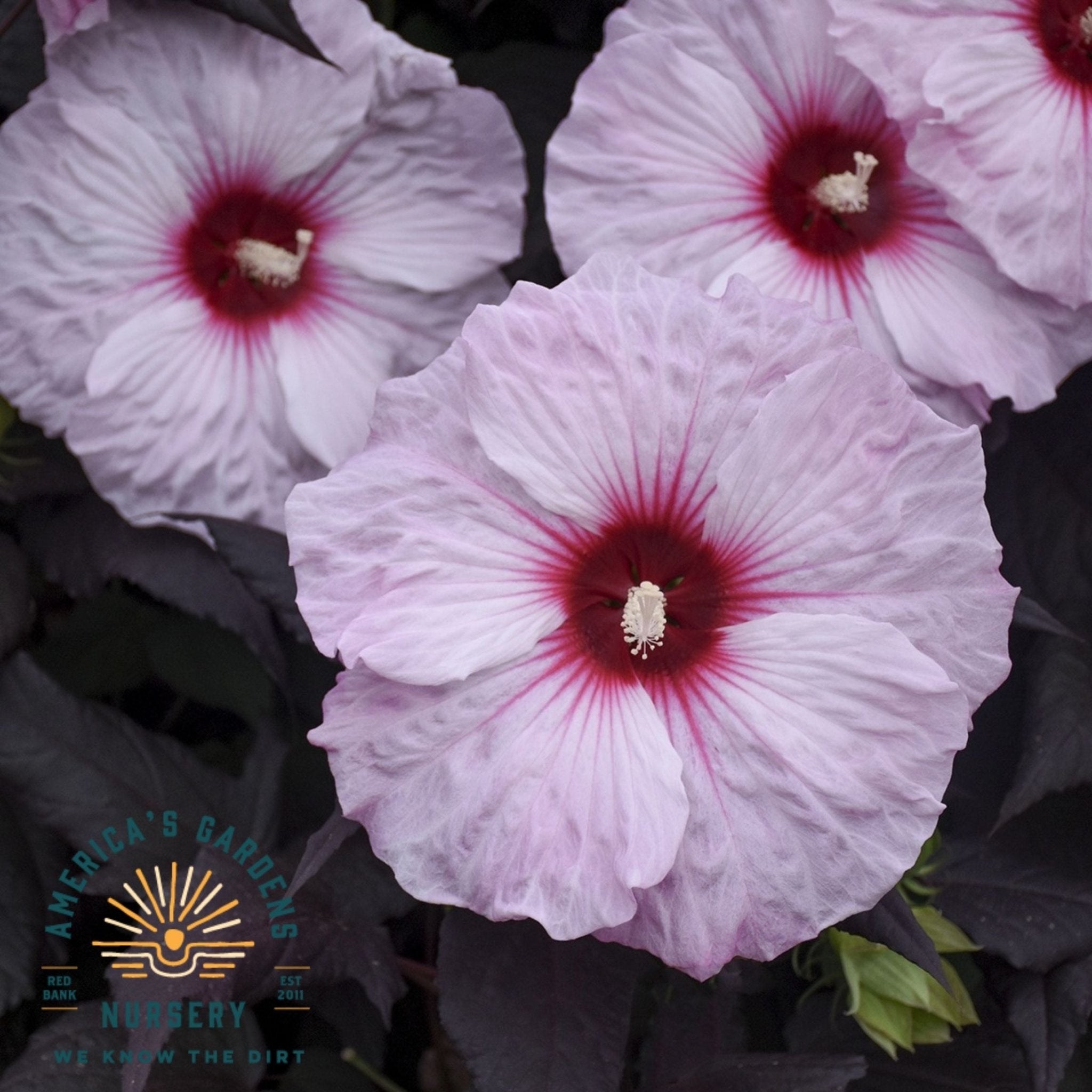 Dark Mystery Hardy Hibiscus - America's Gardens Nursery