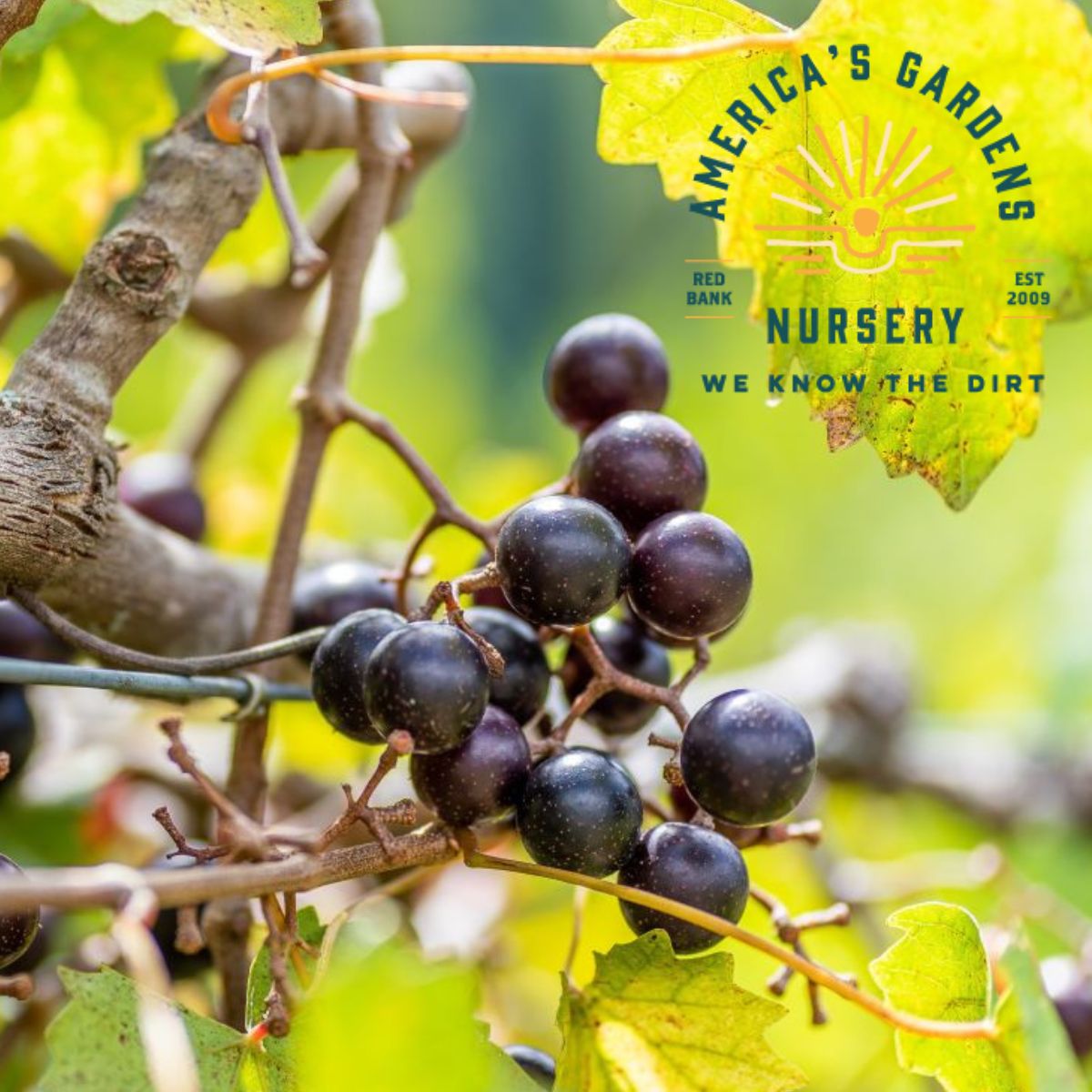 Delicious Muscadine Grape - America's Gardens Nursery