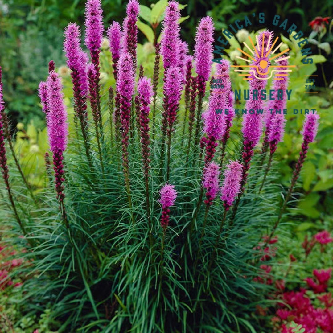 Dense Blazing Star Liatris - America's Gardens Nursery