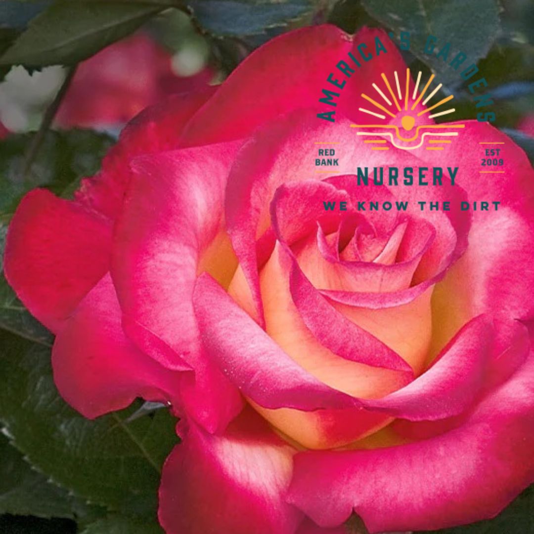 Dick Clark Rose Bush - America's Gardens Nursery