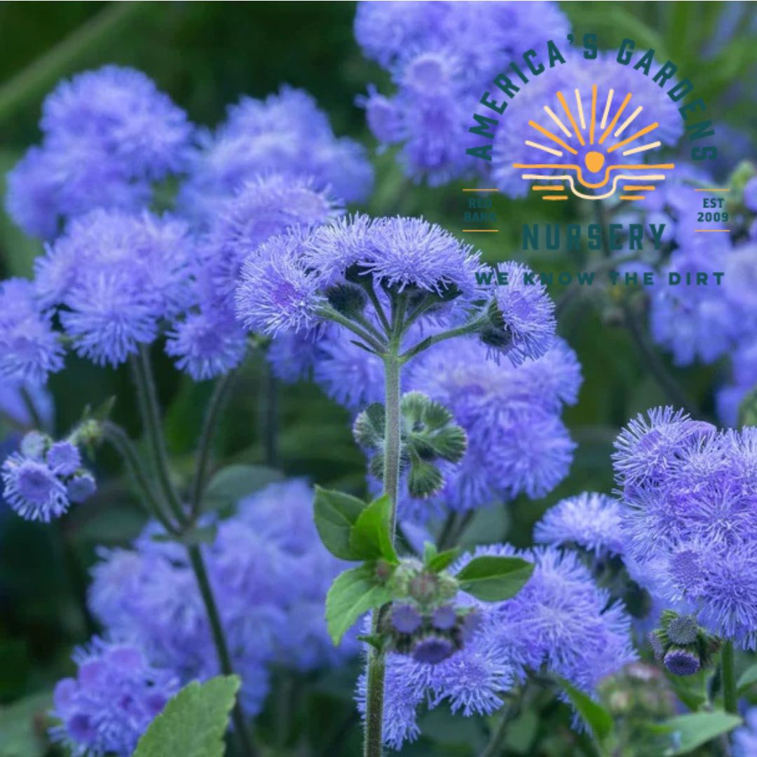 Dondo Ageratum (Mistflower) - America's Gardens Nursery