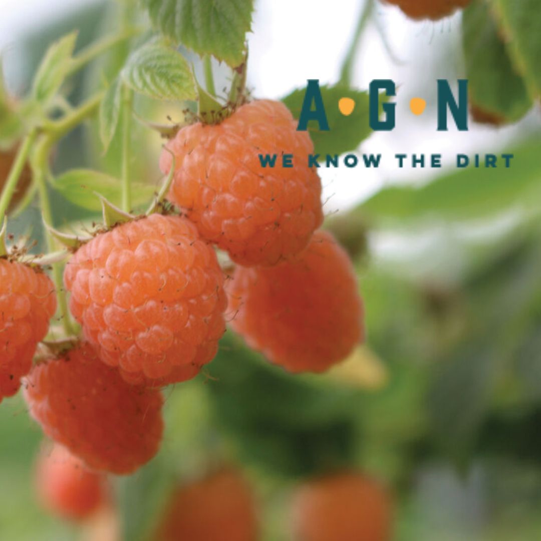 Double Gold Yellow Raspberry - America's Gardens Nursery