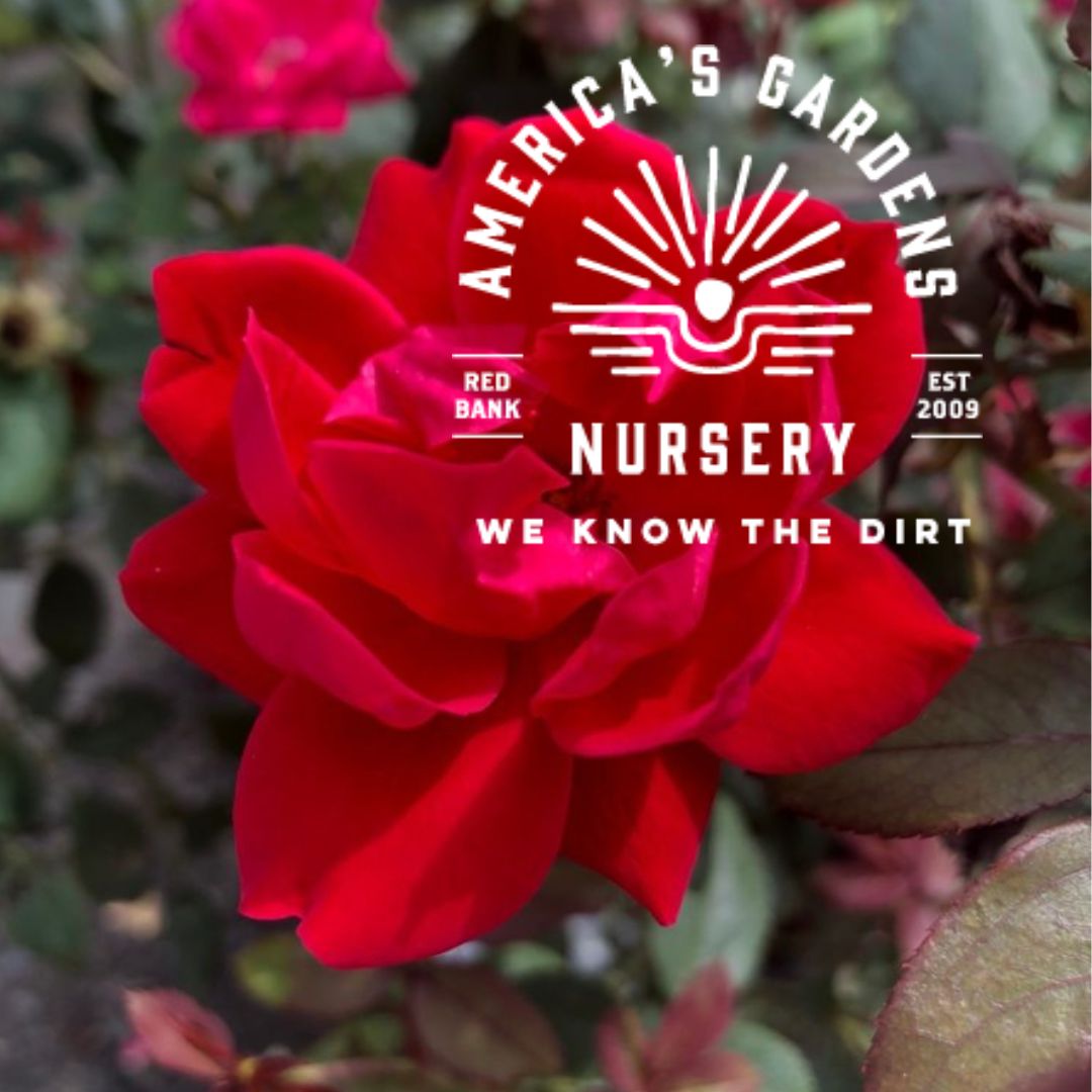Double Red Knock Out Rose - America's Gardens Nursery