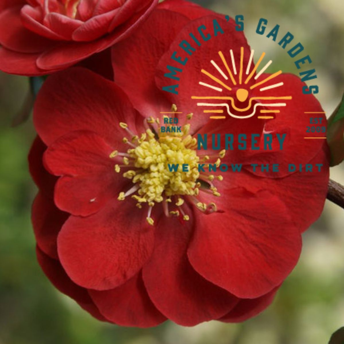 Double Take Scarlet Quince - America's Gardens Nursery