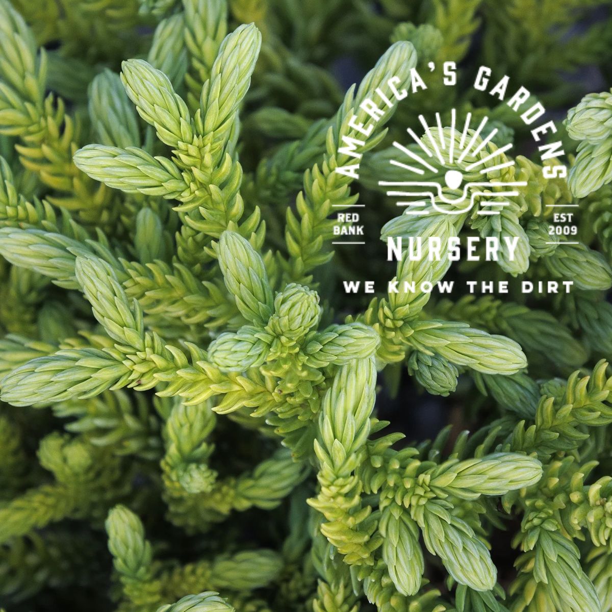 Dragon Prince Cryptomeria - America's Gardens Nursery