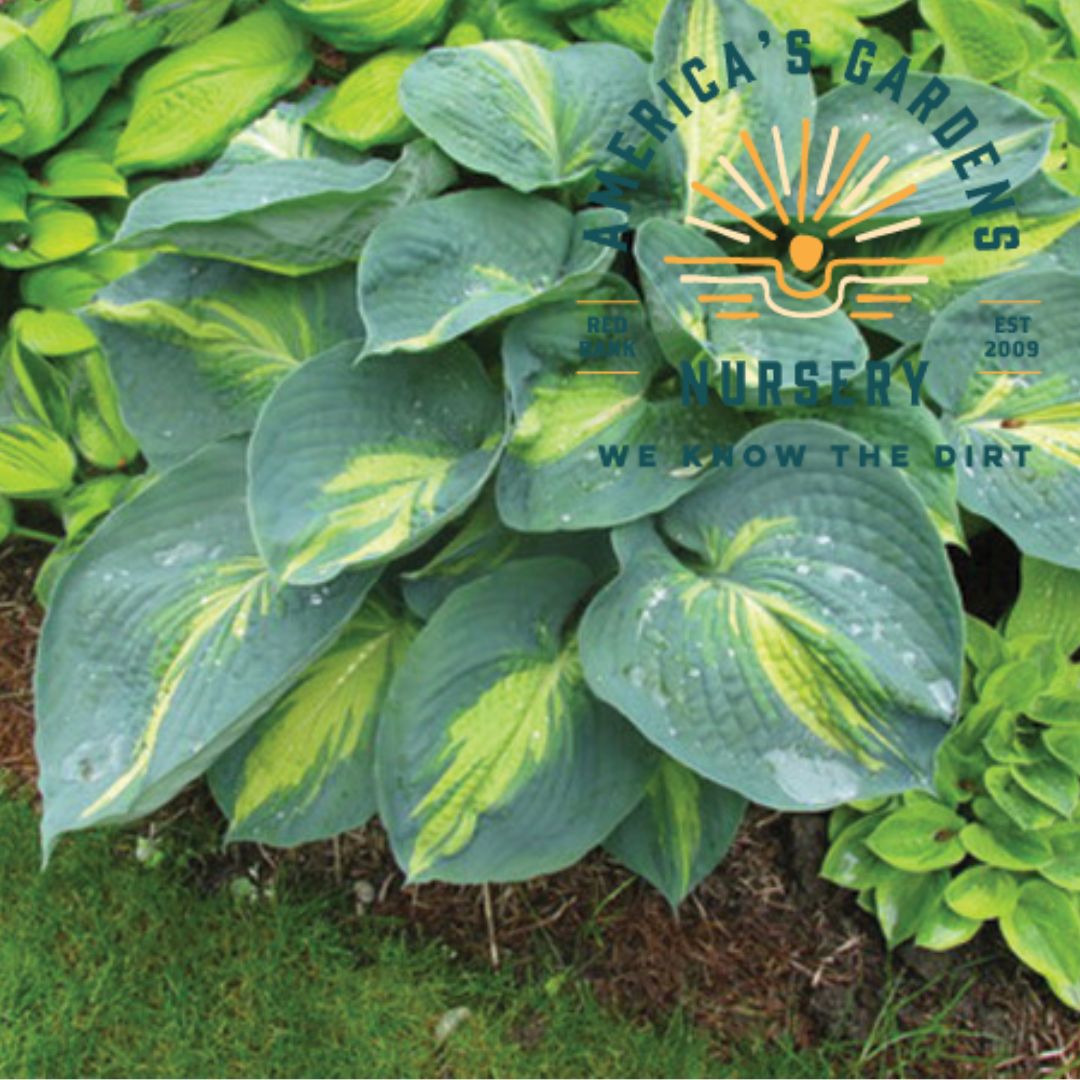 Dream Queen Hosta - America's Gardens Nursery