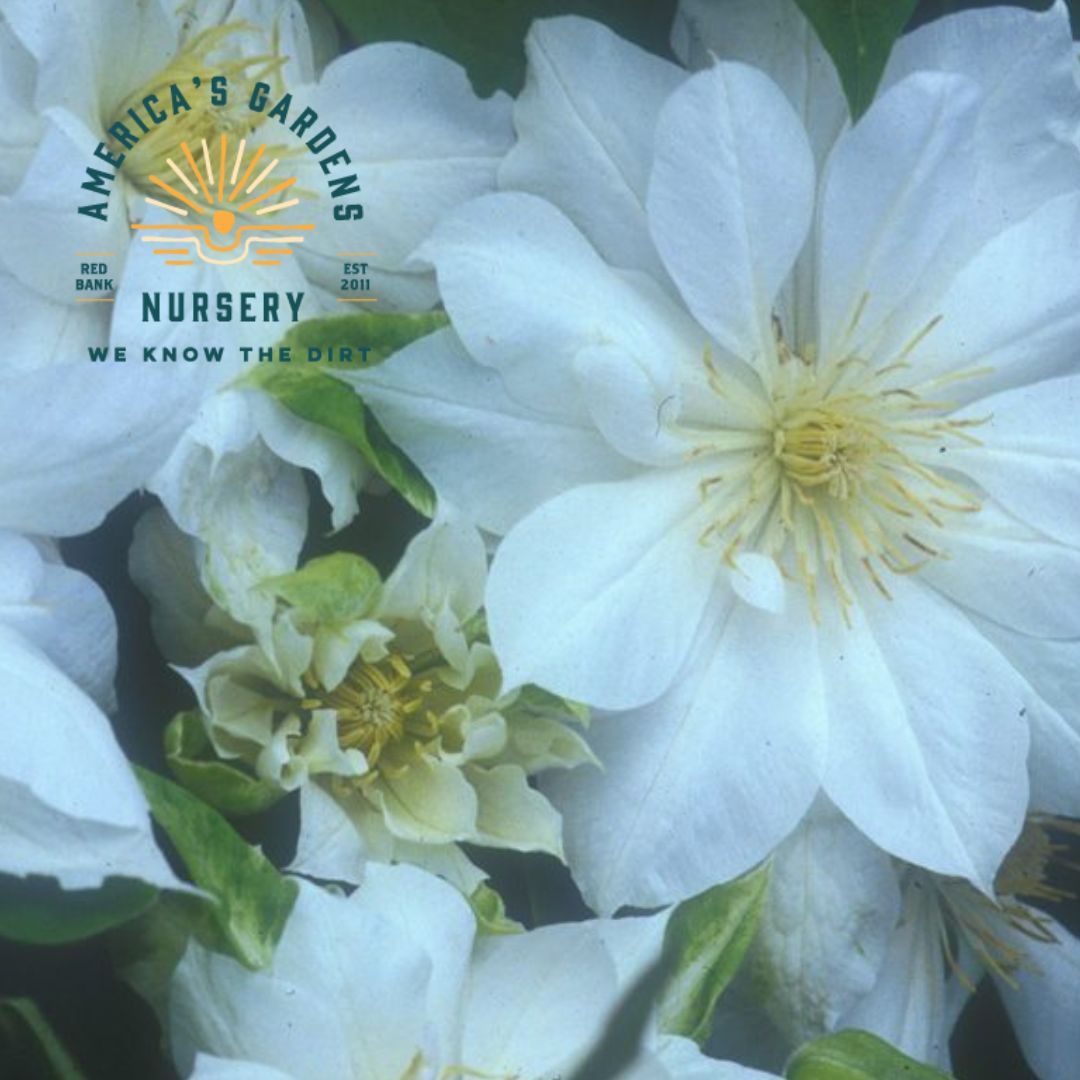 Duchess of Edinburgh Clematis - America's Gardens Nursery