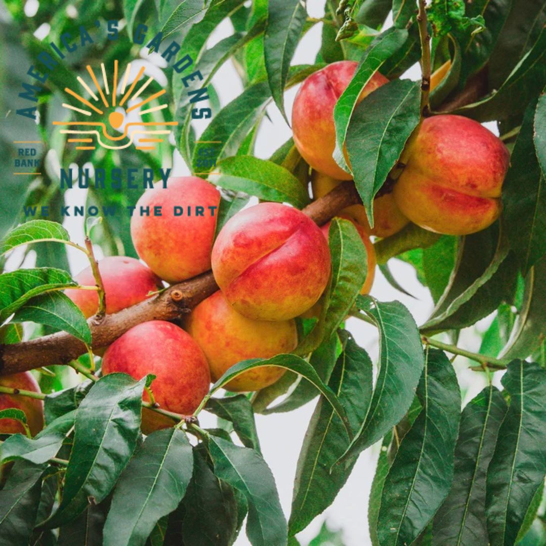 Durbin Nectarine Tree - America's Gardens Nursery