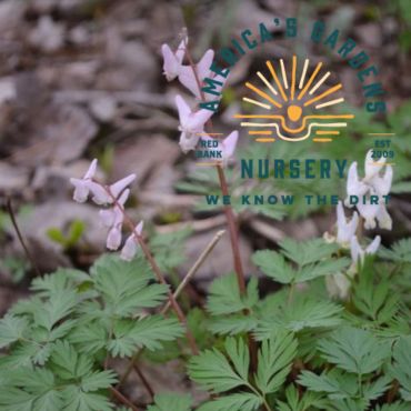 Dutchman's Breeches - America's Gardens Nursery