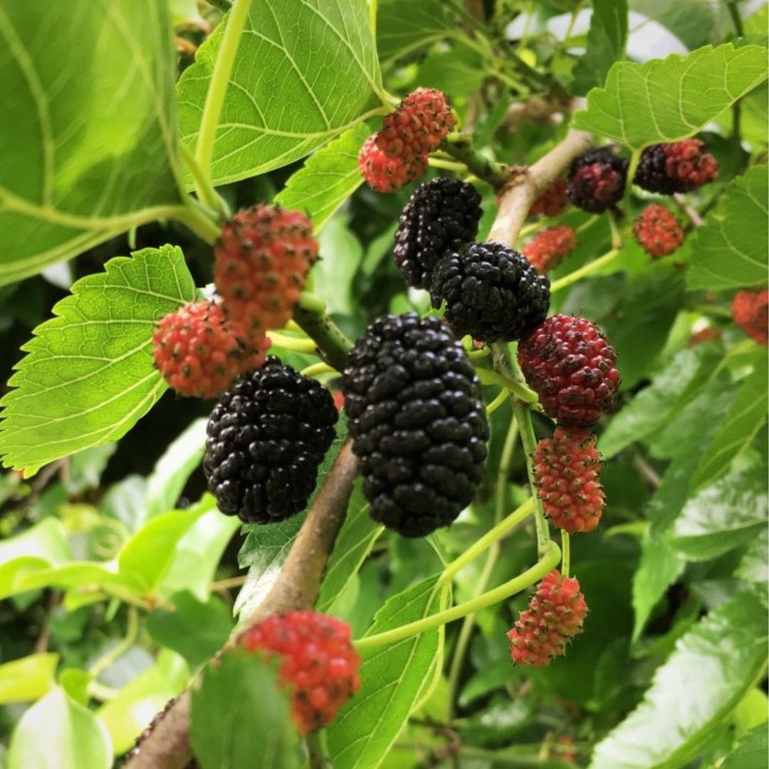 Dwarf Everbearing Mulberry - America's Gardens Nursery