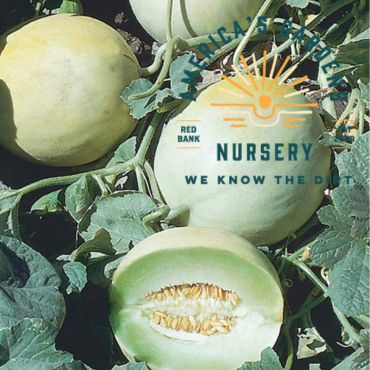 Earli Dew Honeydew Melon - America's Gardens Nursery