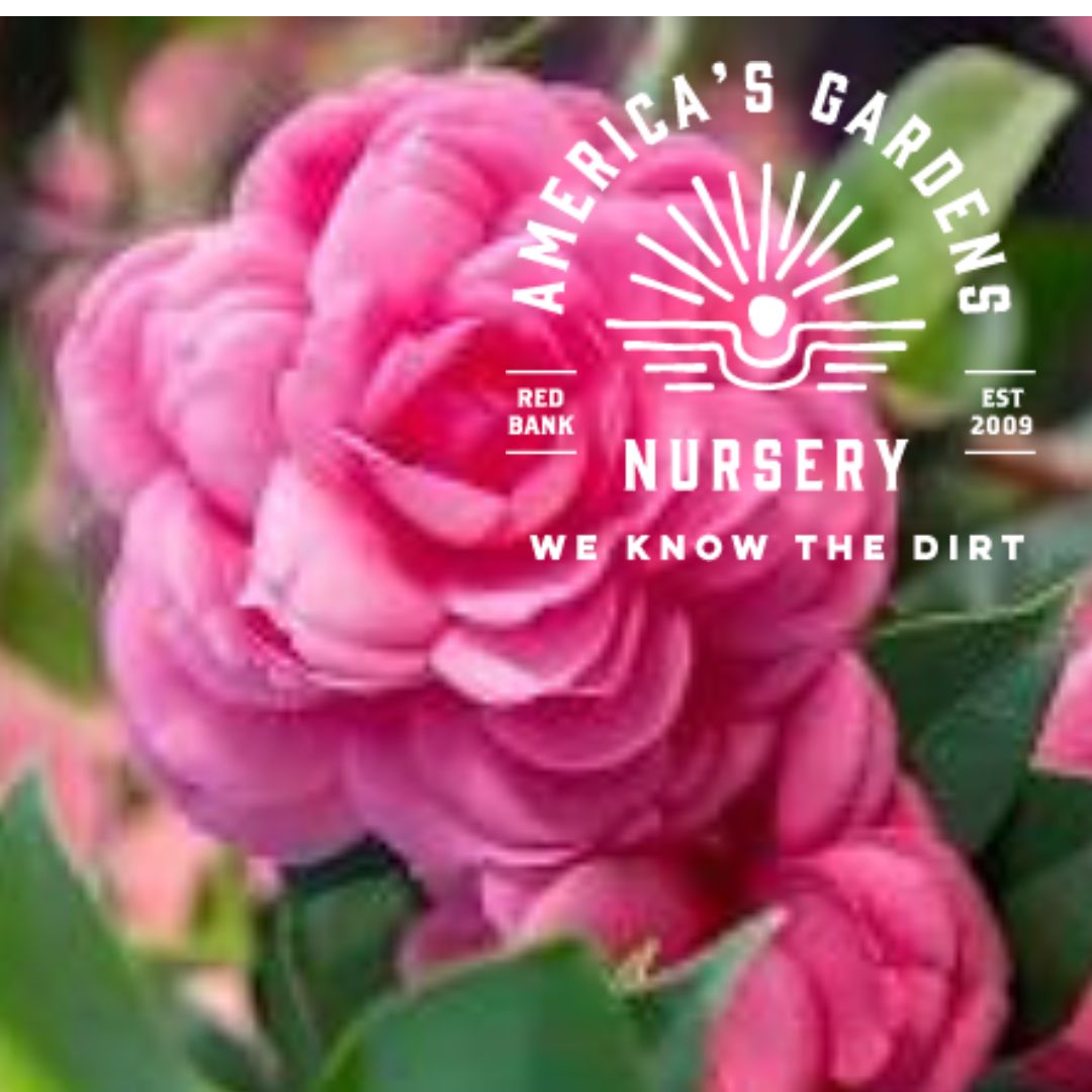 Early Wonder Camellia - America's Gardens Nursery