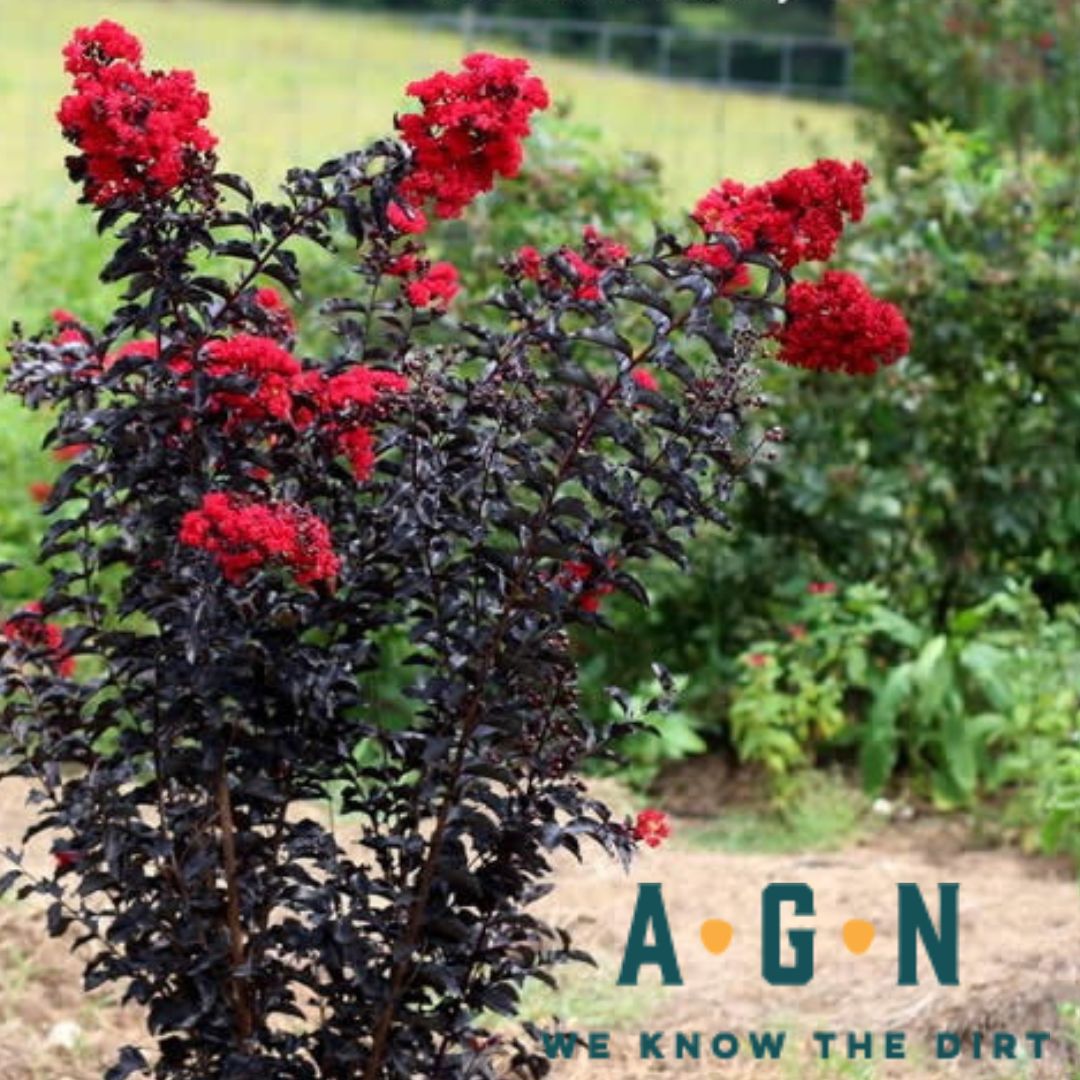 Ebony Flame Crepe Myrtle - America's Gardens Nursery