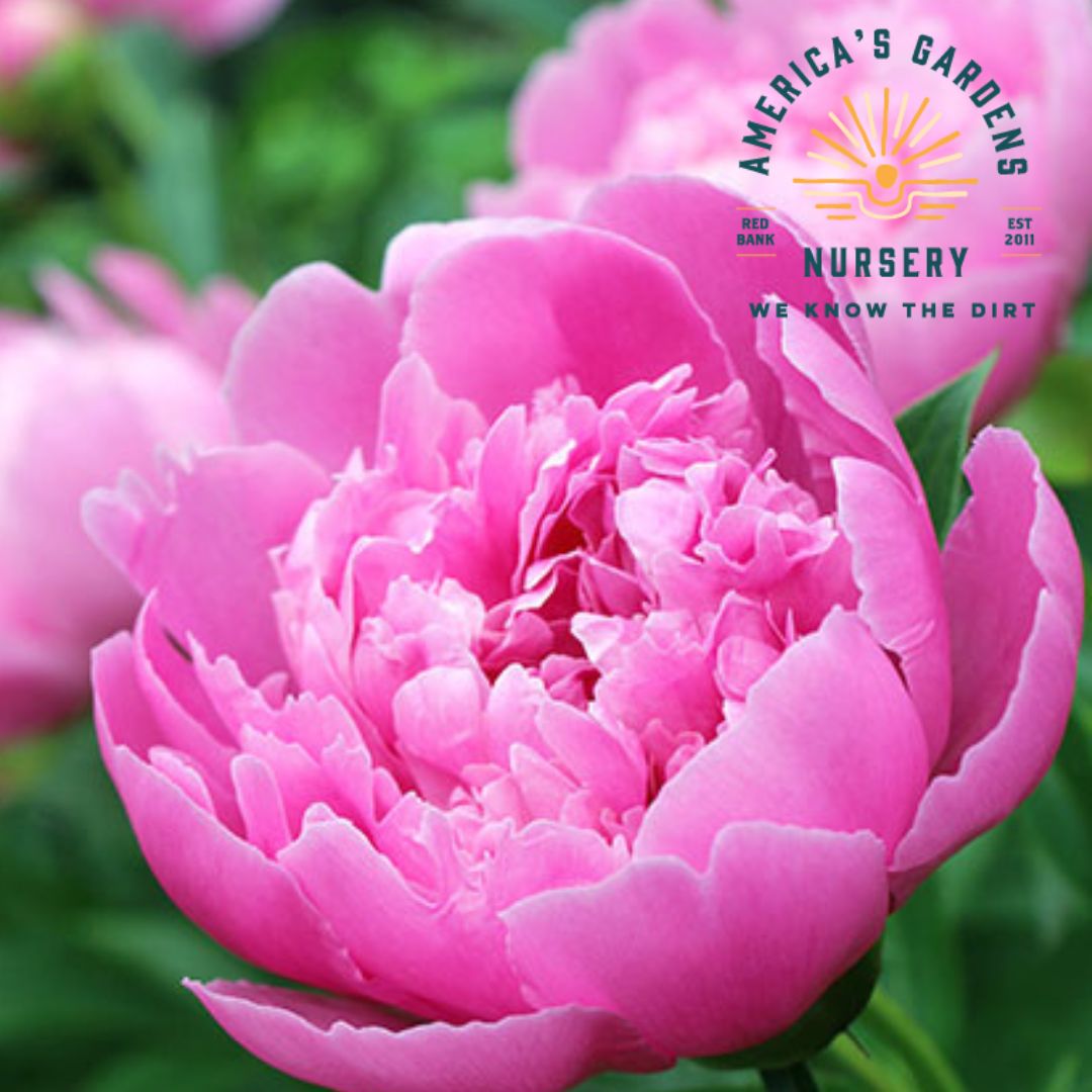 Edulis Superba Peony - America's Gardens Nursery