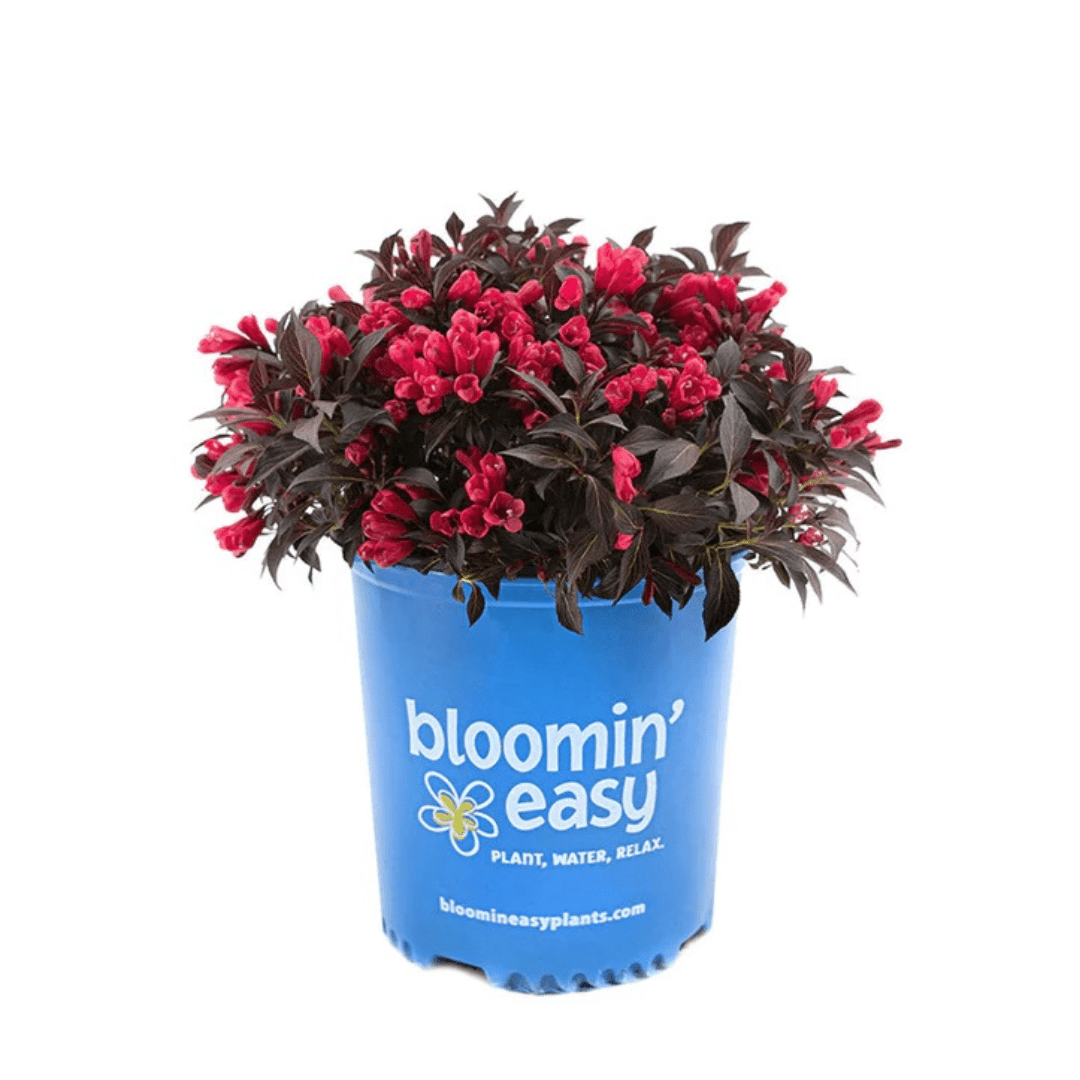 Electric Love Weigela - America's Gardens Nursery