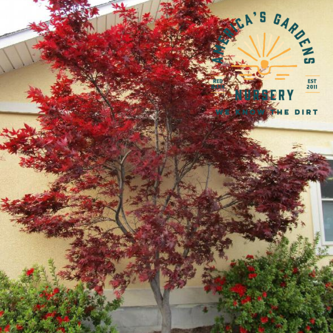 Emporer One Japenese Maple - America's Gardens Nursery