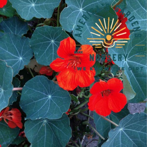 Empress of India Nasturtium - America's Gardens Nursery