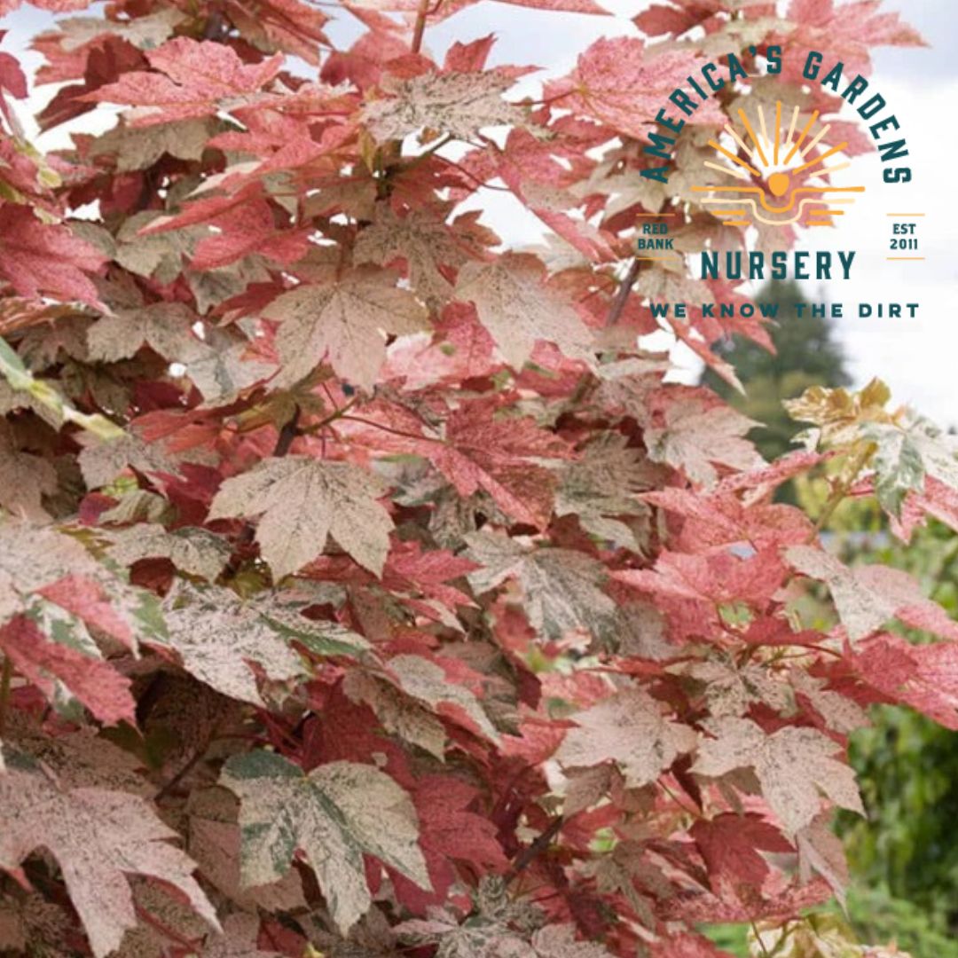 Esk Sunset Japanese Maple Tree - America's Gardens Nursery