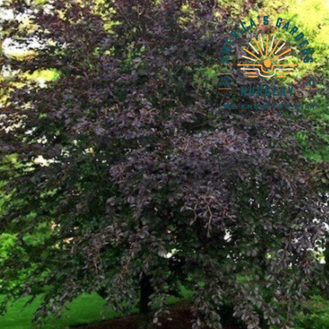 European Beech Tree - America's Gardens Nursery