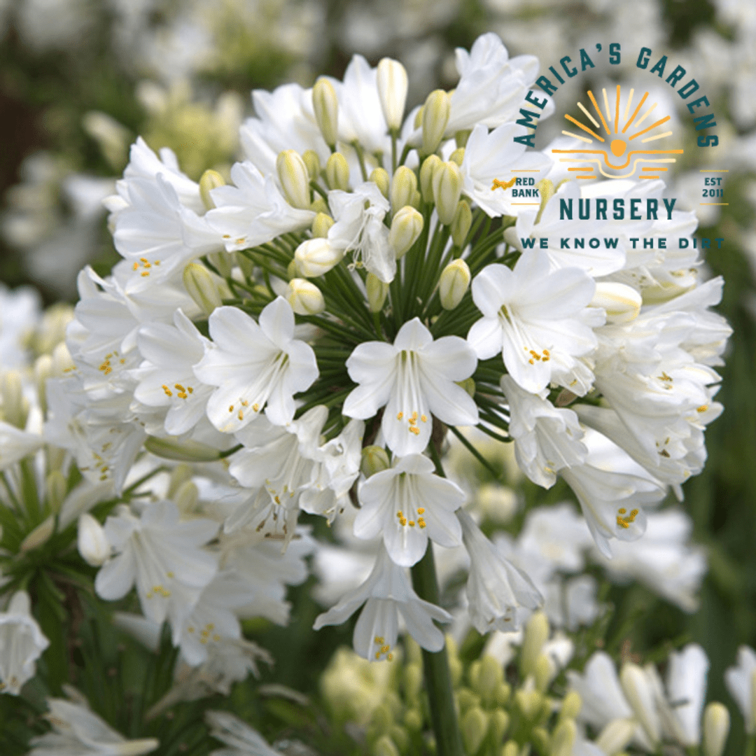 Ever White Agapanthus (Lily of the Nile) - America's Gardens Nursery
