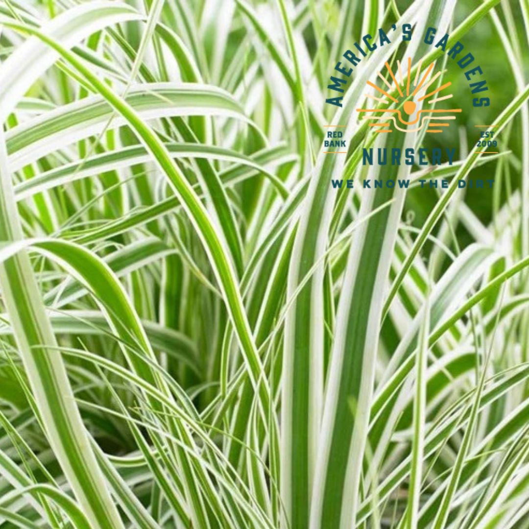 Everest Evercolor Carex Grass - America's Gardens Nursery