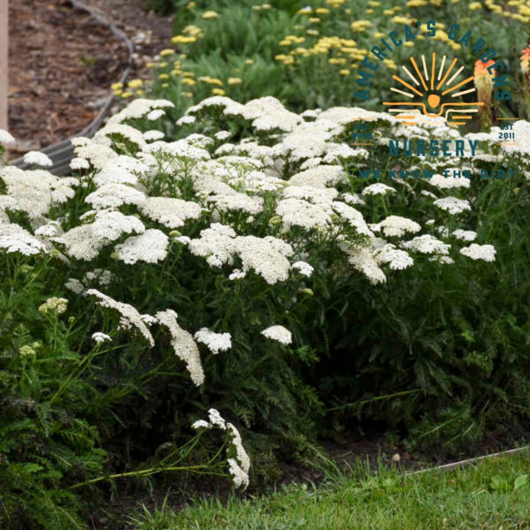 Firefly Diamond Yarrow - America's Gardens Nursery