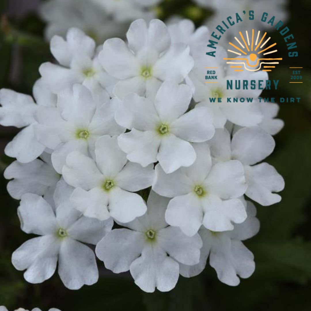 Firehouse Verbena - America's Gardens Nursery