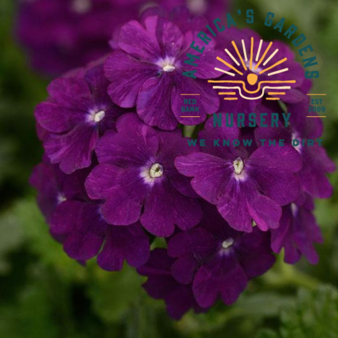 Firehouse Verbena - America's Gardens Nursery