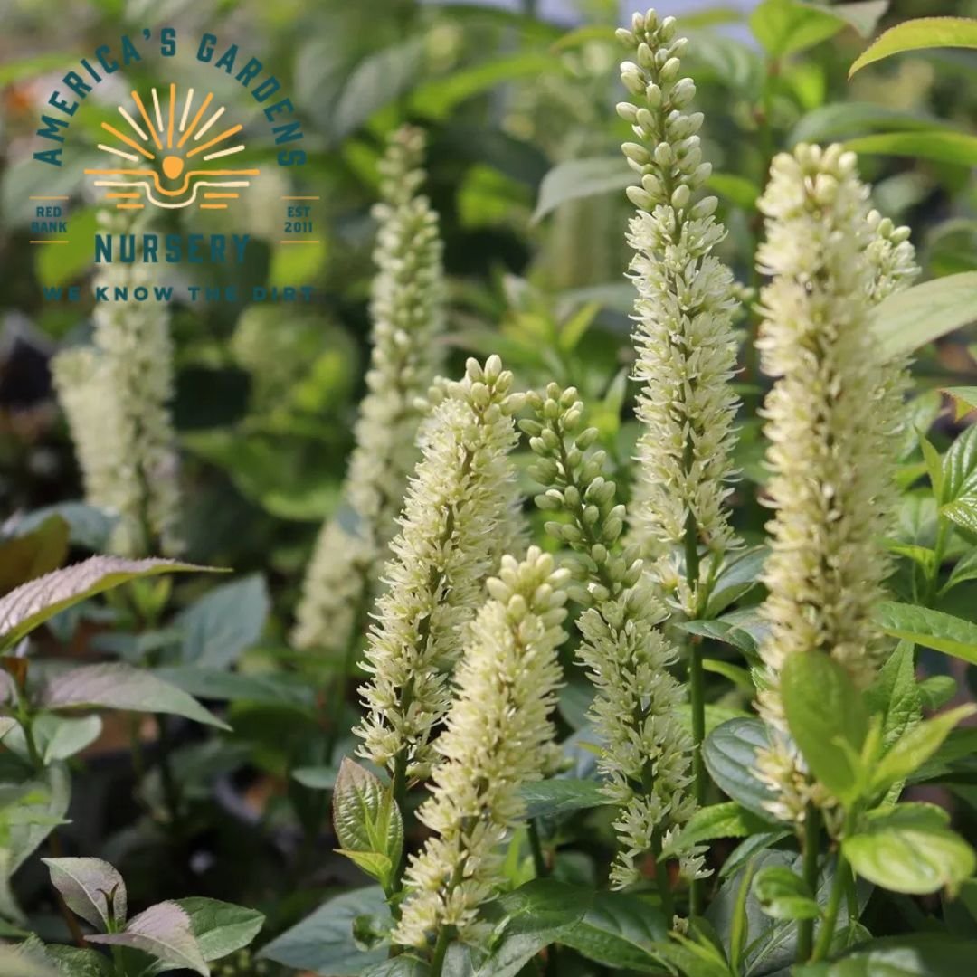 Fizzy Mizzy Sweetspire - America's Gardens Nursery