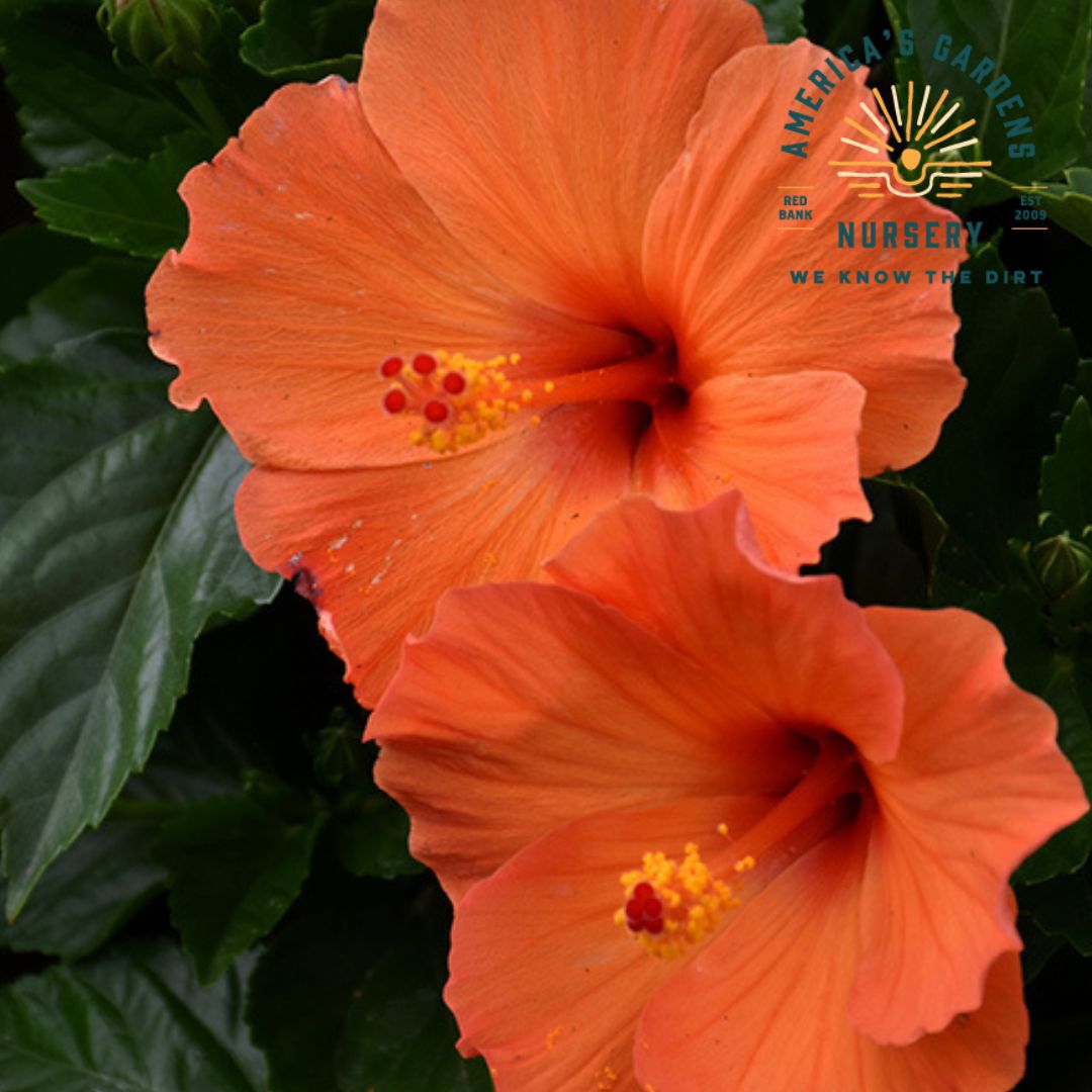 Flowering Tropical Hibiscus Bush Assorted - America's Gardens Nursery