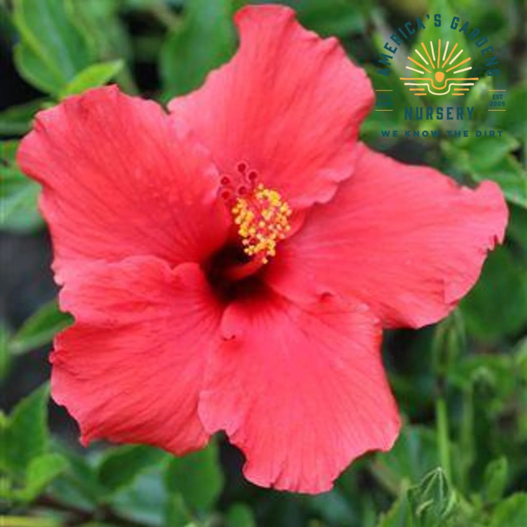 Flowering Tropical Hibiscus Bush Assorted - America's Gardens Nursery