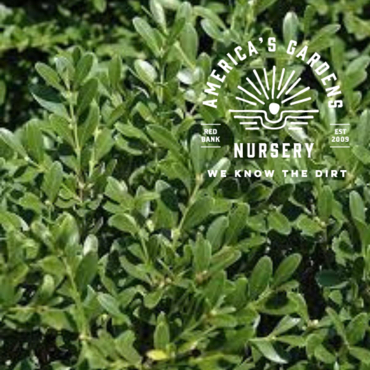 Franklin Gem Boxwood - America's Gardens Nursery