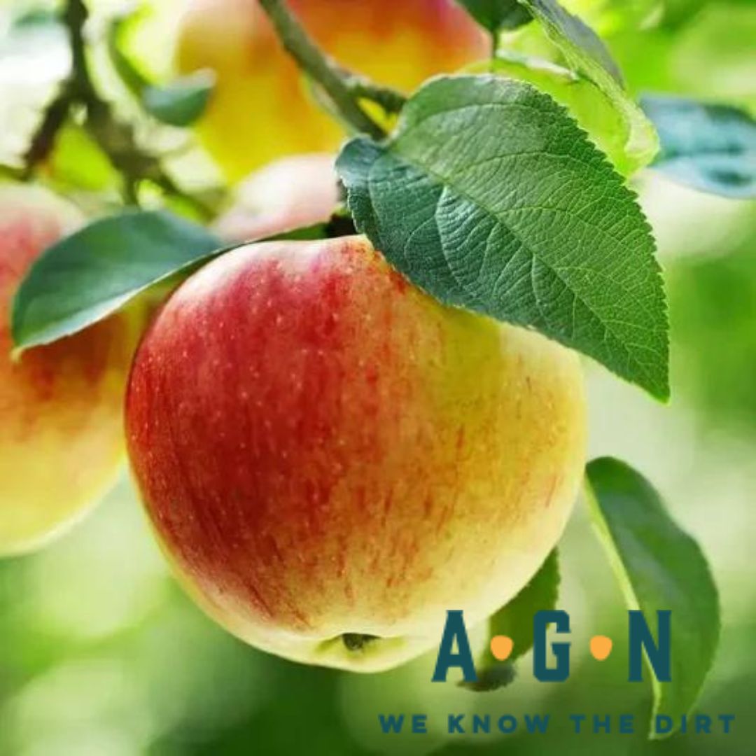 Gala Apple Tree - America's Gardens Nursery