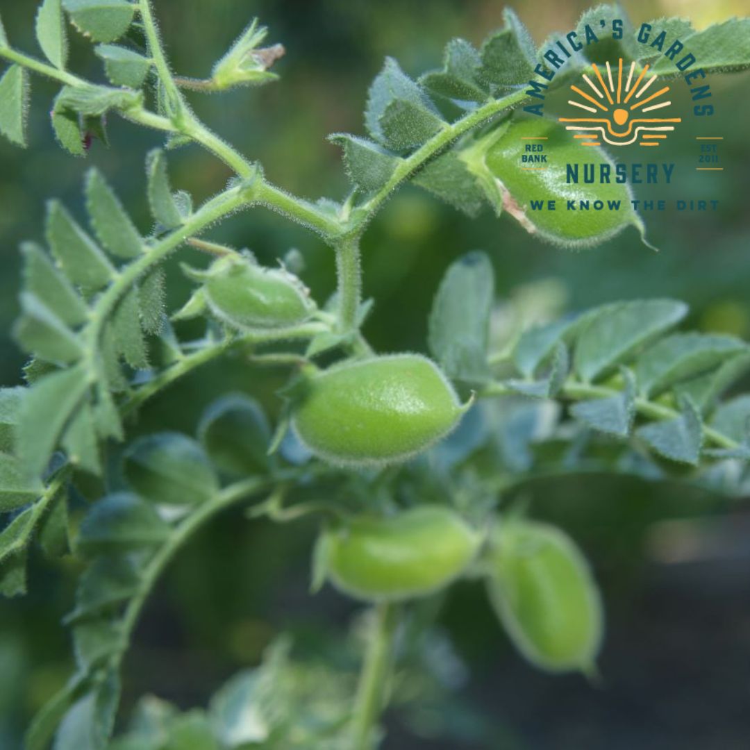 Garbanzo Bean Vines - America's Gardens Nursery