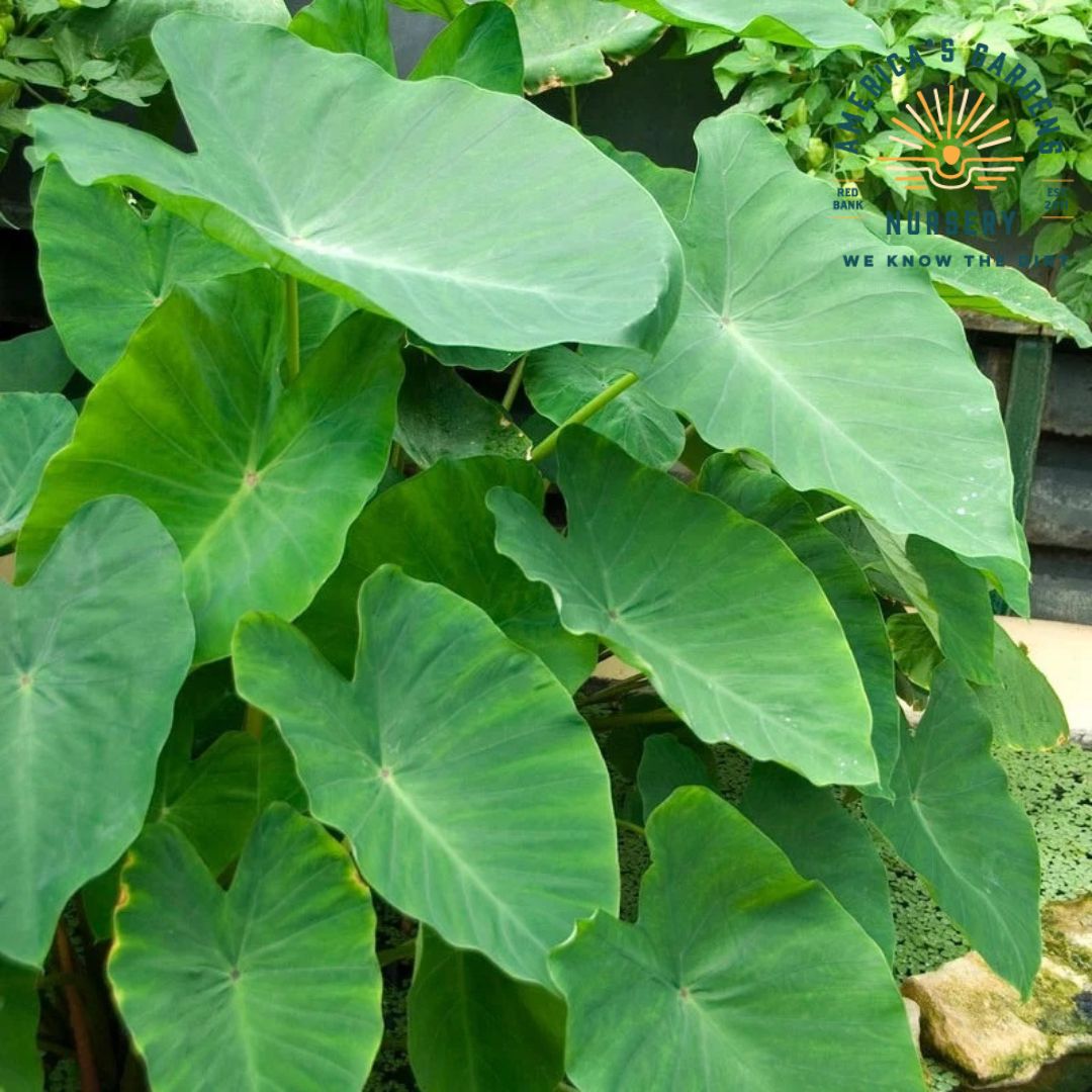 Giant Elephant Ear (Esculenta) - America's Gardens Nursery