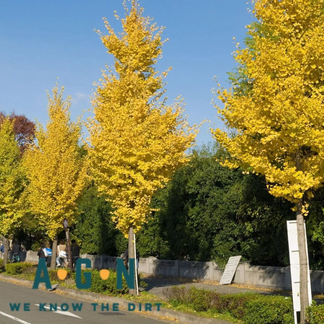 Ginkgo Autumn Gold - America's Gardens Nursery