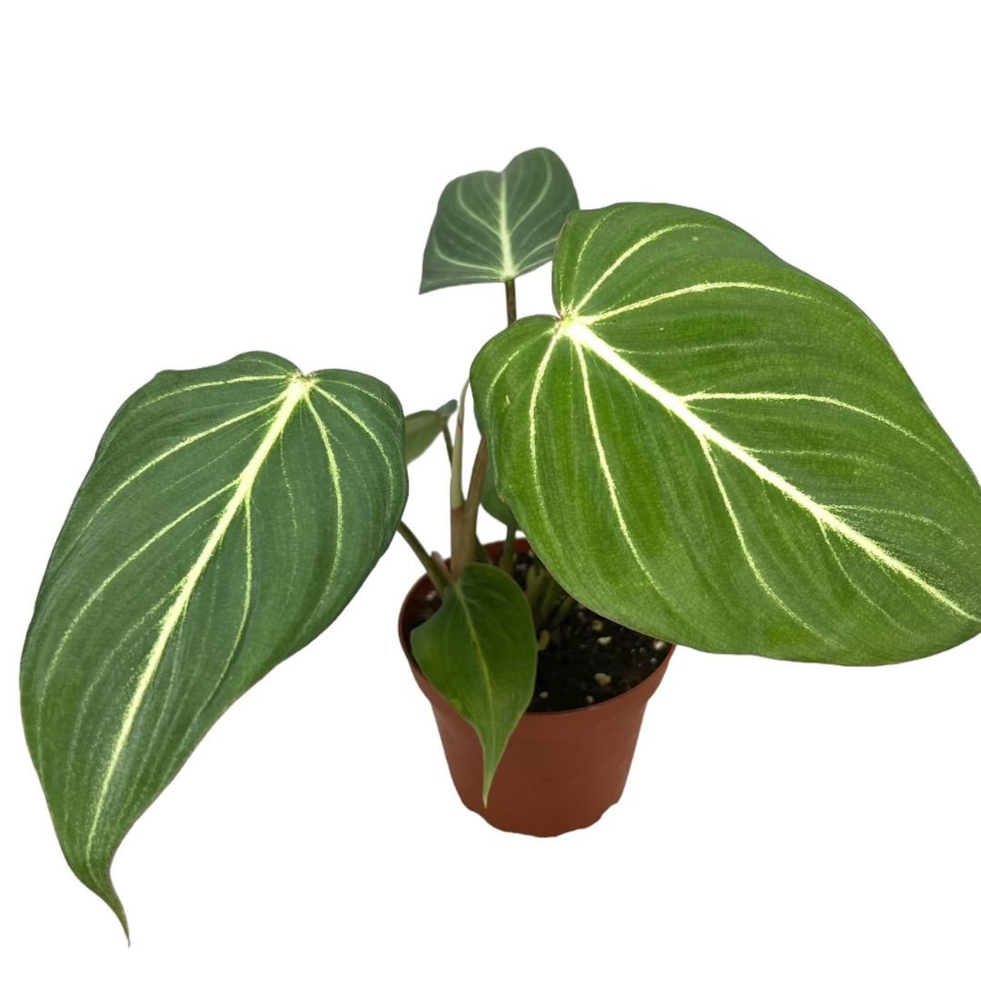 Gloriosum Philodendron - America's Gardens Nursery