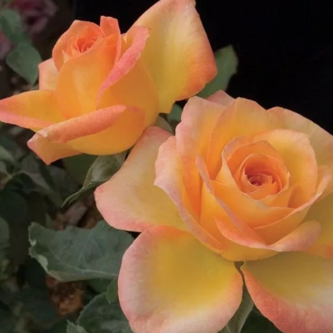 Gold Metal Grandiflora Rose Bush - America's Gardens Nursery