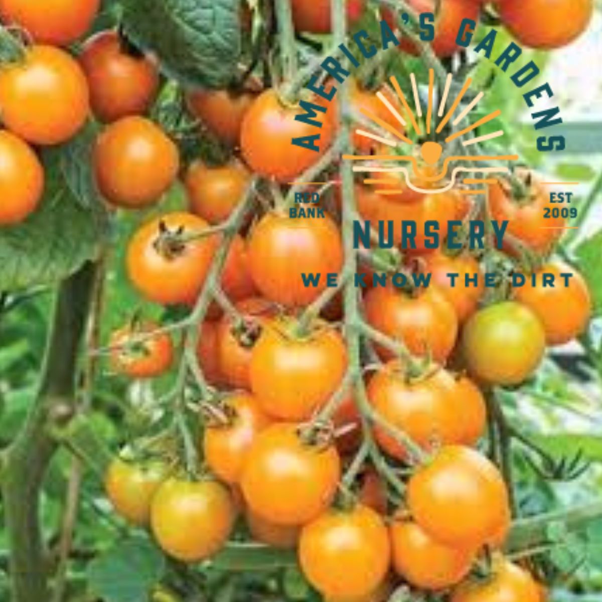 Gold Nugget Tomato - America's Gardens Nursery
